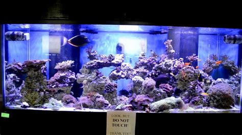 210 Gallon Saltwater Aquarium W 3 X Aqua Illumination Hydras Youtube
