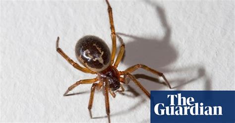 False Widow Spider Small Deadly And In The Uk Insects The Guardian