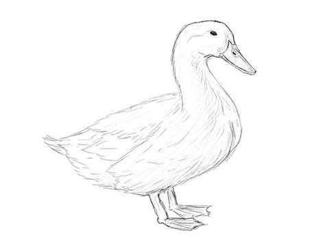 How To Draw A Duck With Pencil Step By Step Drawing Tutorial