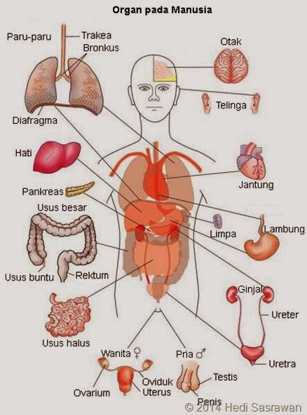 Sistem Organ Pada Tubuh Manusia Gunaya™