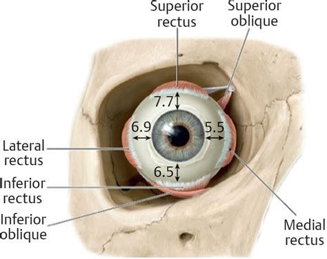 2 Surgical Anatomy For Strabismus Surgery Ento Key