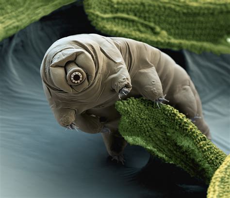 Tardigrades Also Known As Water Bears Are Microscopic Eight Legged