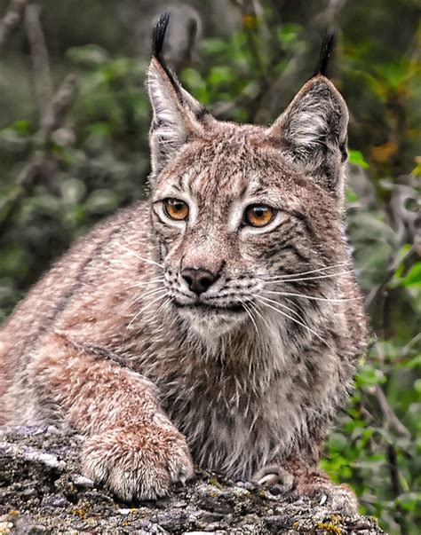 Siberian Lynx Flickr Photo Sharing