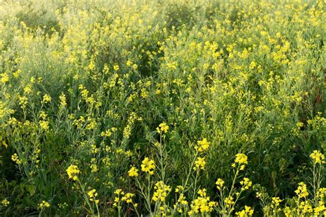 Winter Morning Mustard Plants Field Rural India Stock Photo