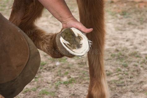 Trimmed Hoof Stock Image Image Of Foot Farrier Animals 599755