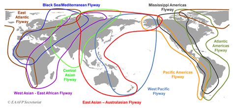 The Flyway East Asian Australasian Flyway Partnership