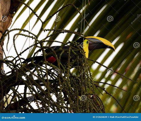 Chestnut Mandibled Toucan Species Swainson S Toucan Resting On A Tree