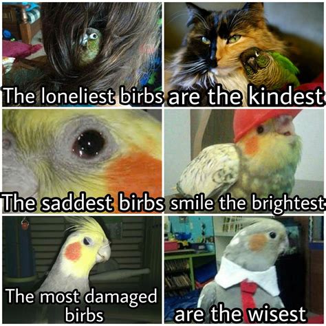 Parrotmemes Cute Funny Animals Bird Memes Cuddly Animals