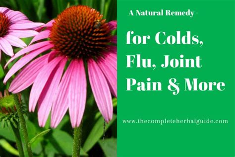 Echinacea For Colds Flu Joint Pain And More The Complete Guide To