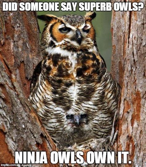 Annoyed Owl Imgflip