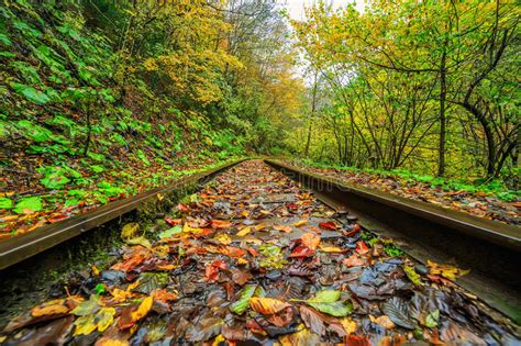 Railroad Tracks Cut Through Autumn Woods Stock Photo Image Of Archway