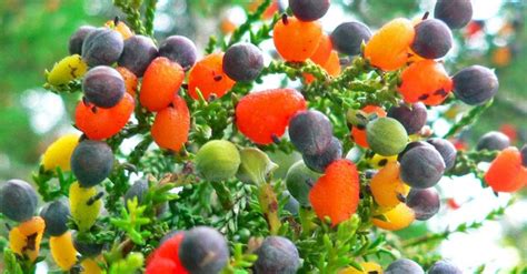 Stonefruit, citrus and apple trees. Tree of 40 Fruit « Inhabitat - Green Design, Innovation ...