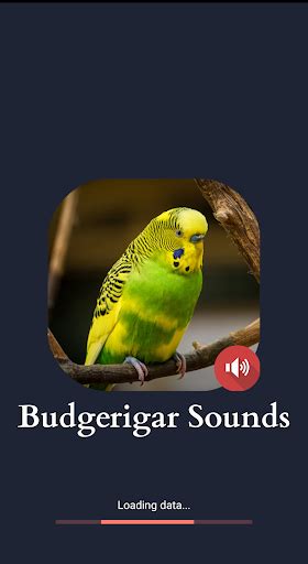 Budgerigar Sounds For Pc Mac Windows 111087 Free Download