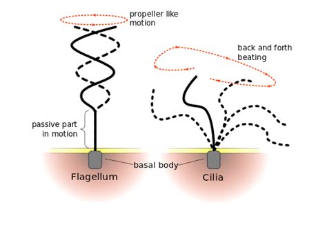 Structure And Functions Of Cilia And Flagella Prokaryotic Cell
