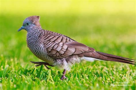Burung tekukur spotted dove hewan. Terkukur Walpeper / Pin On The Animal Kingdom : Kimetsu no yaiba 1080p, 2k, 4k, 5k hd wallpapers ...