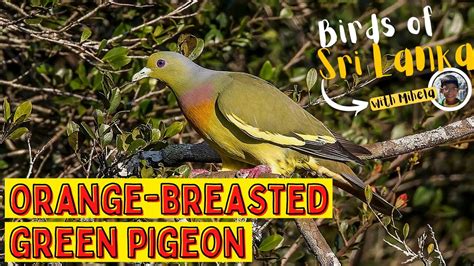 Orange Breasted Green Pigeon Birds Of Sri Lanka With Mihela Sound