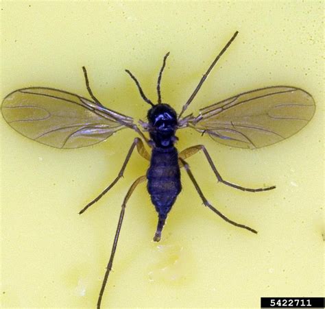 They can be part of the normal house dust fauna and may be a minor source for house dust allergy. Got Pests?