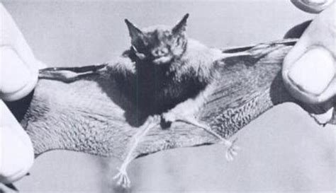 Bumblebee bat (craseonycteris thonglongyai) is the world's smallest bat and for the same reason the bat is named after the bumblebee. Bumblebee Bat - Characteristics, Habitat & Breeding - Mammals