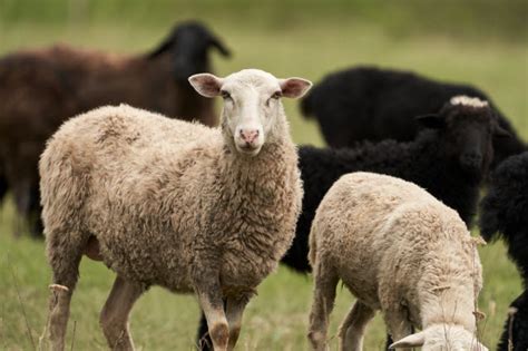 Types Of Sheep Breeds