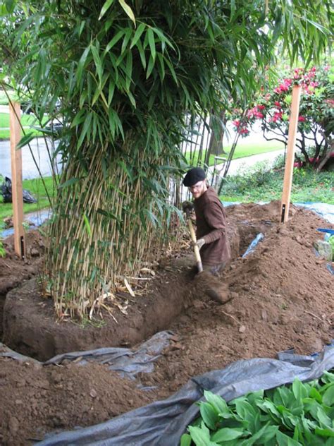 What You Need To Consider When Planting Bamboo Root Barriers Bamboo