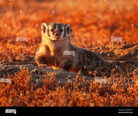 American Badger Digging At Sunrise Stock Photo Alamy