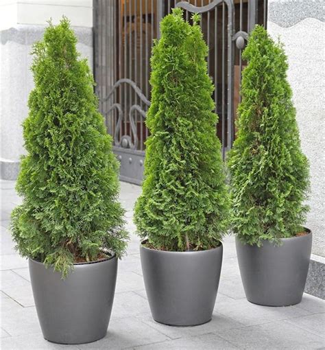 Growing Arborvitae In Pots Potted Plants Outdoor Evergreen Potted