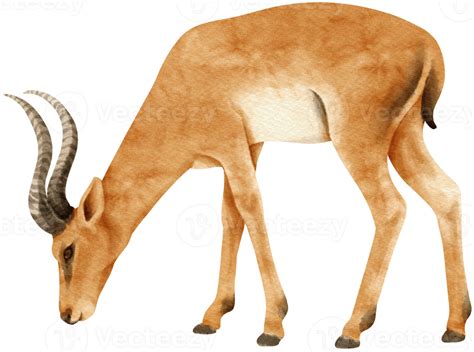 Gazelle Savanna Animals Watercolor Illustration 9373359 Png