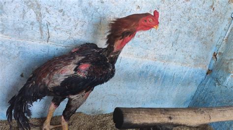 A variety of apple with crisp fruit that has yellow skin streaked with red. Galo Índio Puro Coromandel#33 - YouTube