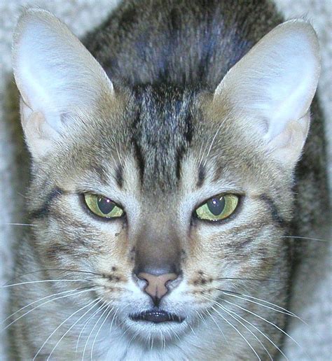 They are the only naturally spotted breed of domesticated cat. File:Egyptian-mau-Face.jpg - Wikimedia Commons