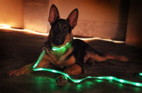Led Light Up Dog Leash Neverseenthis The Unique