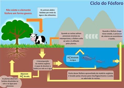 Ciclos BiogeoquÍmicos Qué Son Tipos E Importancia ¡resumen