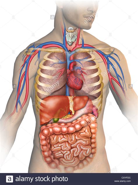 The heart is located in the center of the chest, and its function is to keep blood flowing through the body. Anatomy of the human body with different organs that ...