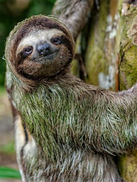 Pin By Thomas Dargan On Animals Sleepy Sloth Sloth Photos Animals