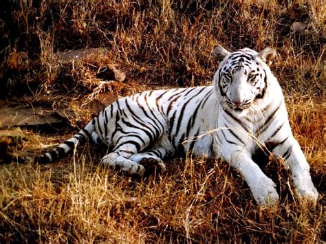 White Bengal Tiger Wallpapers Wallpaper Cave