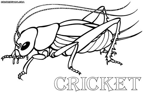 Cricket Insect Coloring Page Coloring Pages