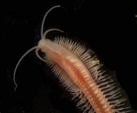 Deep Sea Worms Eat Archaea May Play A Role In Greenhouse Gas Cycle