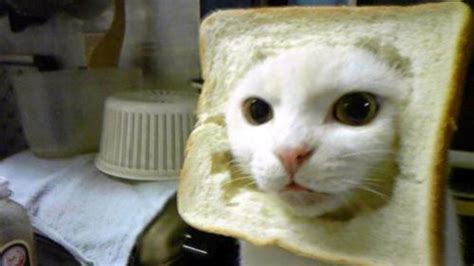 Browse and share the top cat latches onto loaf of bread gifs from 2020 on gfycat. Cat Breading: Image Gallery | Know Your Meme
