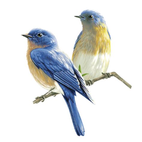 Bluebird Png 20 Free Cliparts Download Images On Clipground 2022