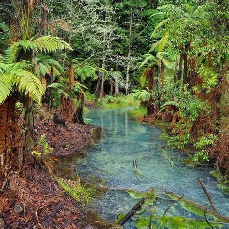 Redwoods Whakarewarewa Forest Rotorua 2023 What To Know Before You Go