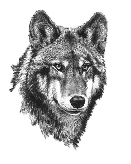 Wolf clipart black and white: Collection of Black And White Wolf PNG. | PlusPNG