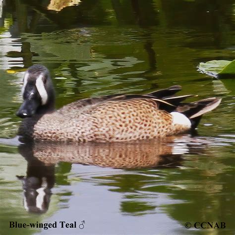 Blue Winged Teal Anas Discors North American Birds Birds Of North