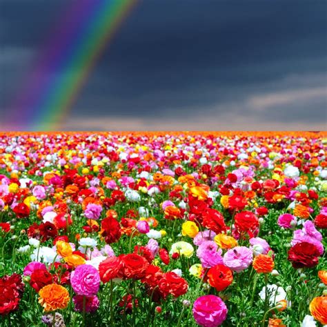 Rainbow And Flowers Background Stock Image Image Of Field Blooming