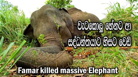 Farmer Killed Massive Elephant At Habarana Ceylonwildtrails