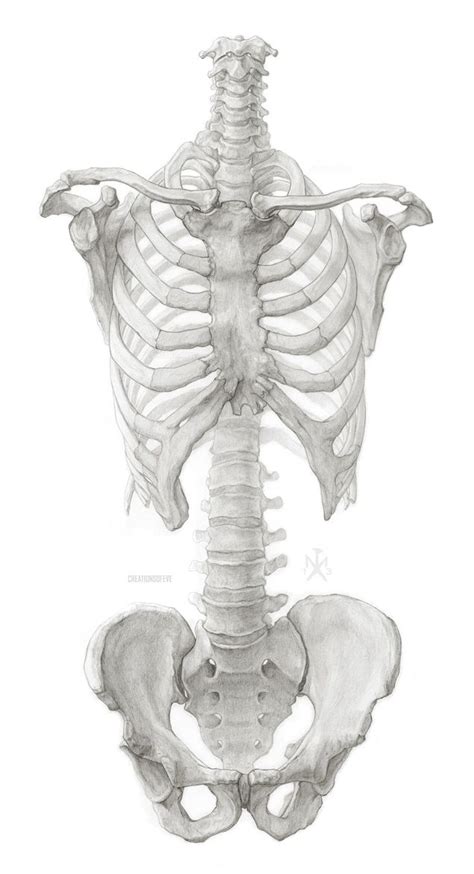 Tags Scientific Illustration Torso Skeleton Bones Pelvis Thorax
