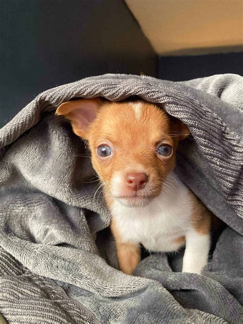 [LETTER3 5] Micro Teacup Chihuahua For Sale In North Carolina Terms Of Use