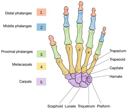 10 Bones Of The Hand Simplemed Learning Medicine Simplified