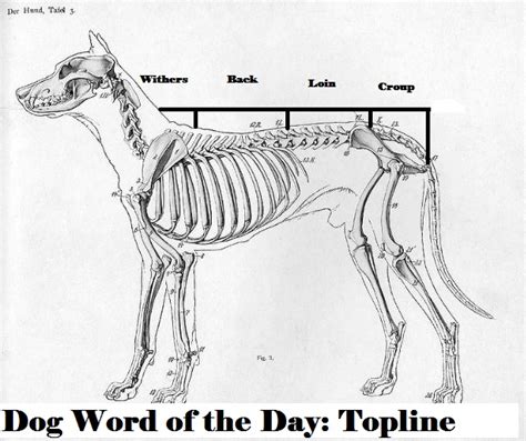 Dog Word Of The Day What Is A Dogs Topline Dog Discoveries Dog