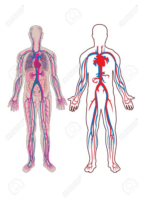 Human Anatomy Clipart Free Download On Clipartmag