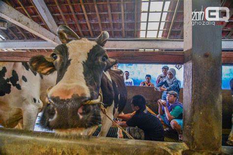 Mengikuti Jejak Susu Sapi Di Desa Wisata Pujon Kidul Kabupaten Malang