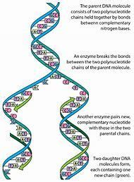 Dna is made up of two nucleic acid strands joined by hydrogen bonding. DNA Molecule and Replication Worksheet Answers